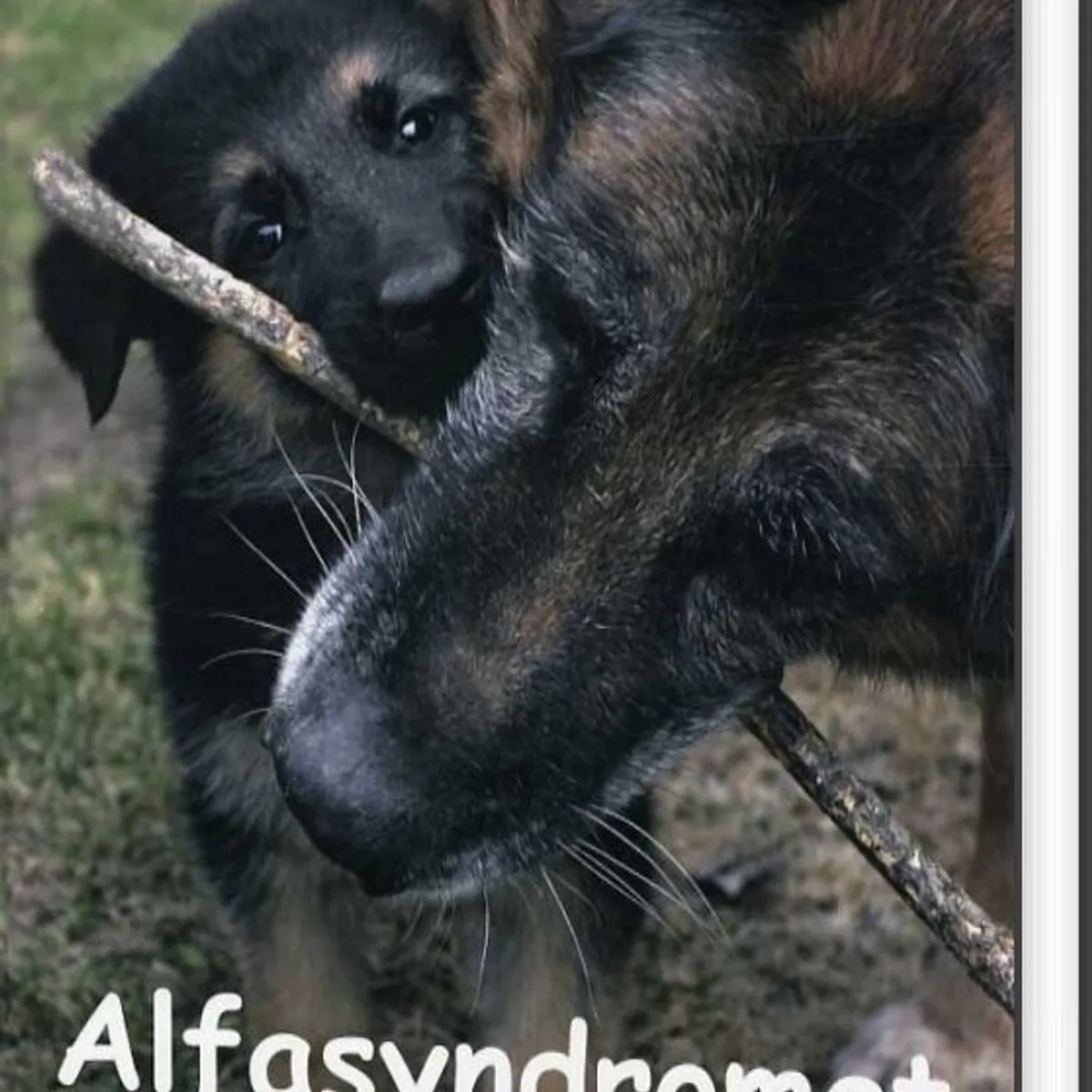 Alfasyndromet - Anders Hallgren - Bog