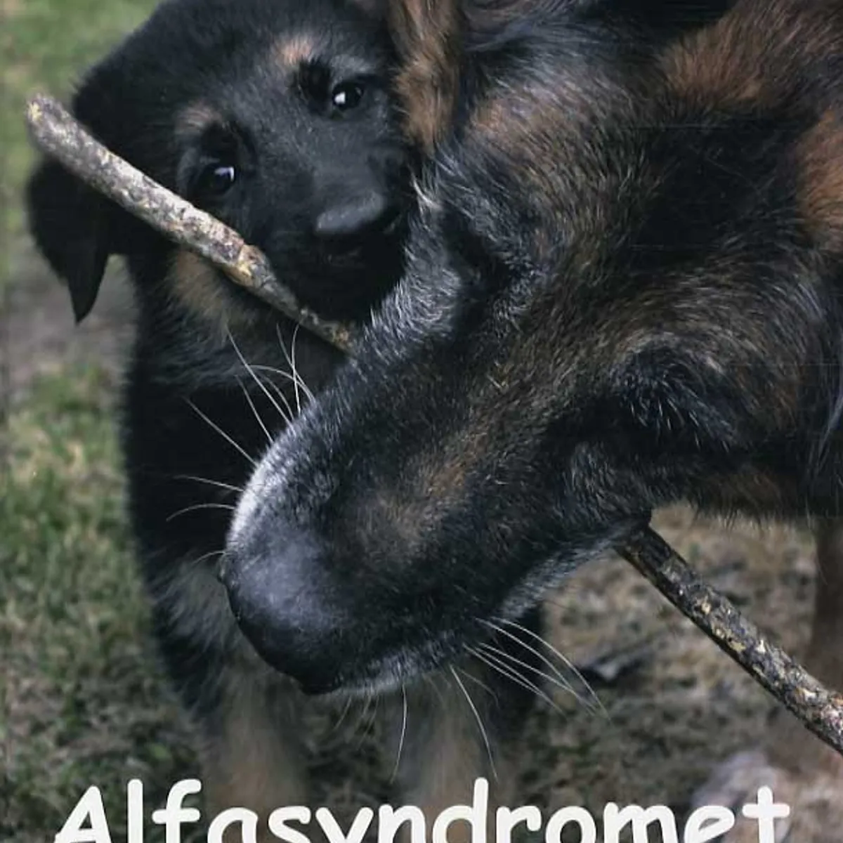 Alfasyndromet