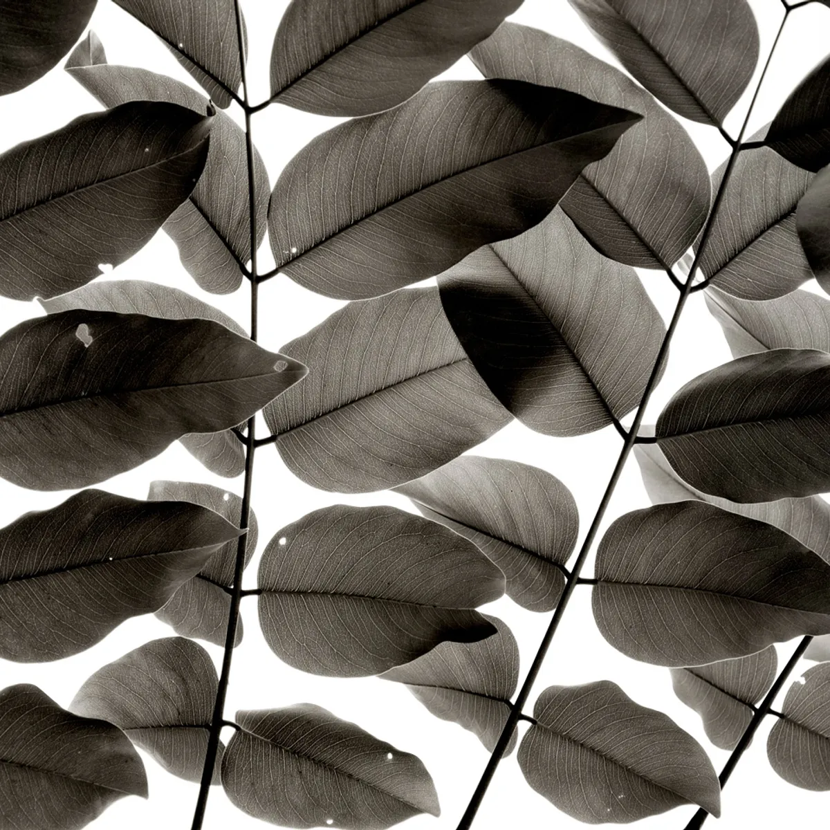 Branches and Leaves af Tal Paz-Fridman