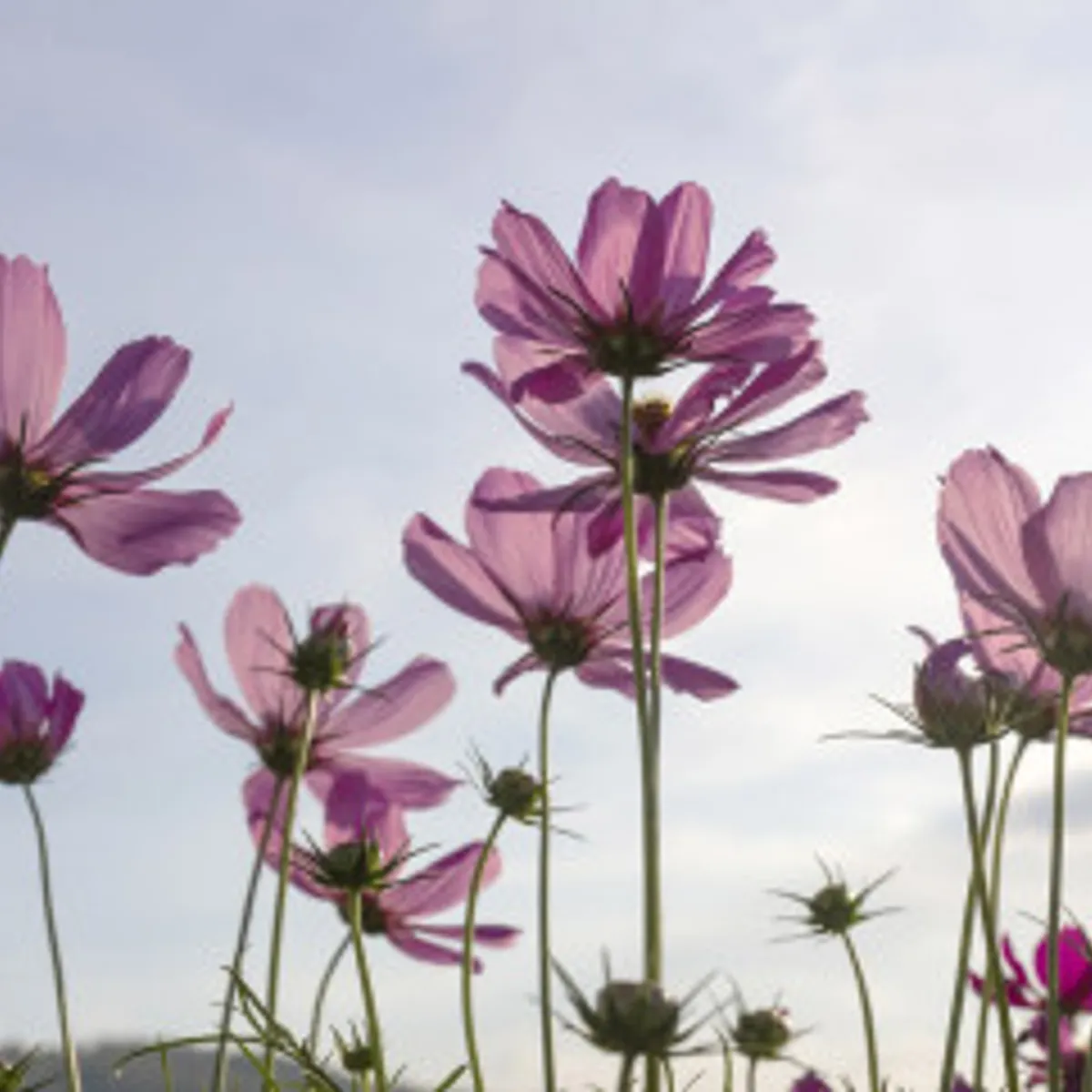 Fototapet - Cosmos Flowers