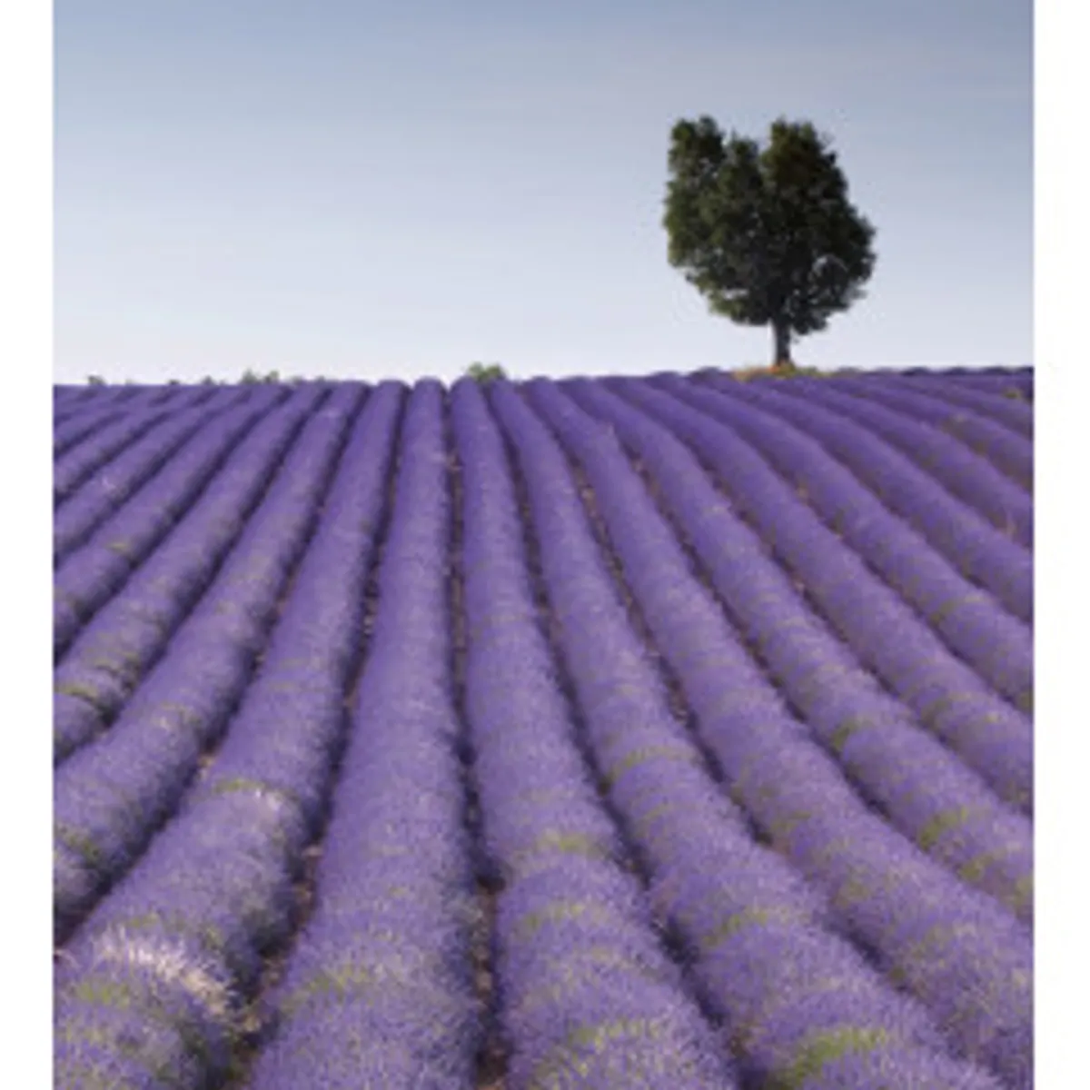 Fototapet - Lavender Field