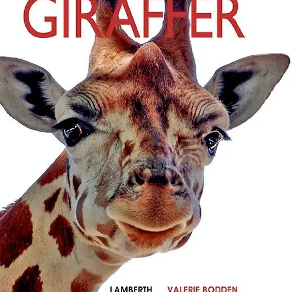 Giraffer