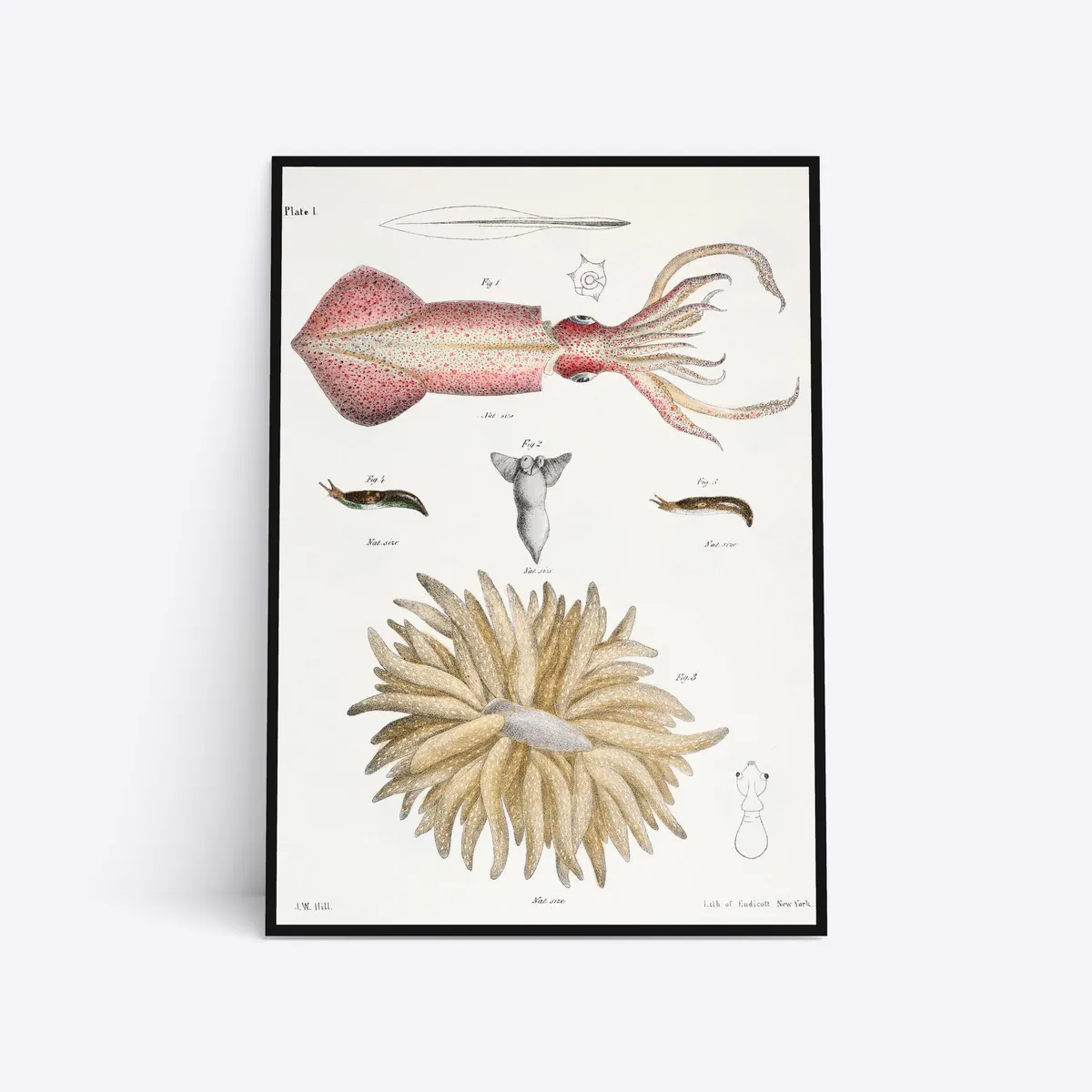 Molluscs - 70x100 cm