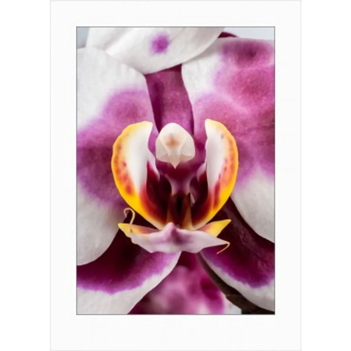 Orchids art print - 7115 - Orkide Art Prints i farver - GodKarmaShop