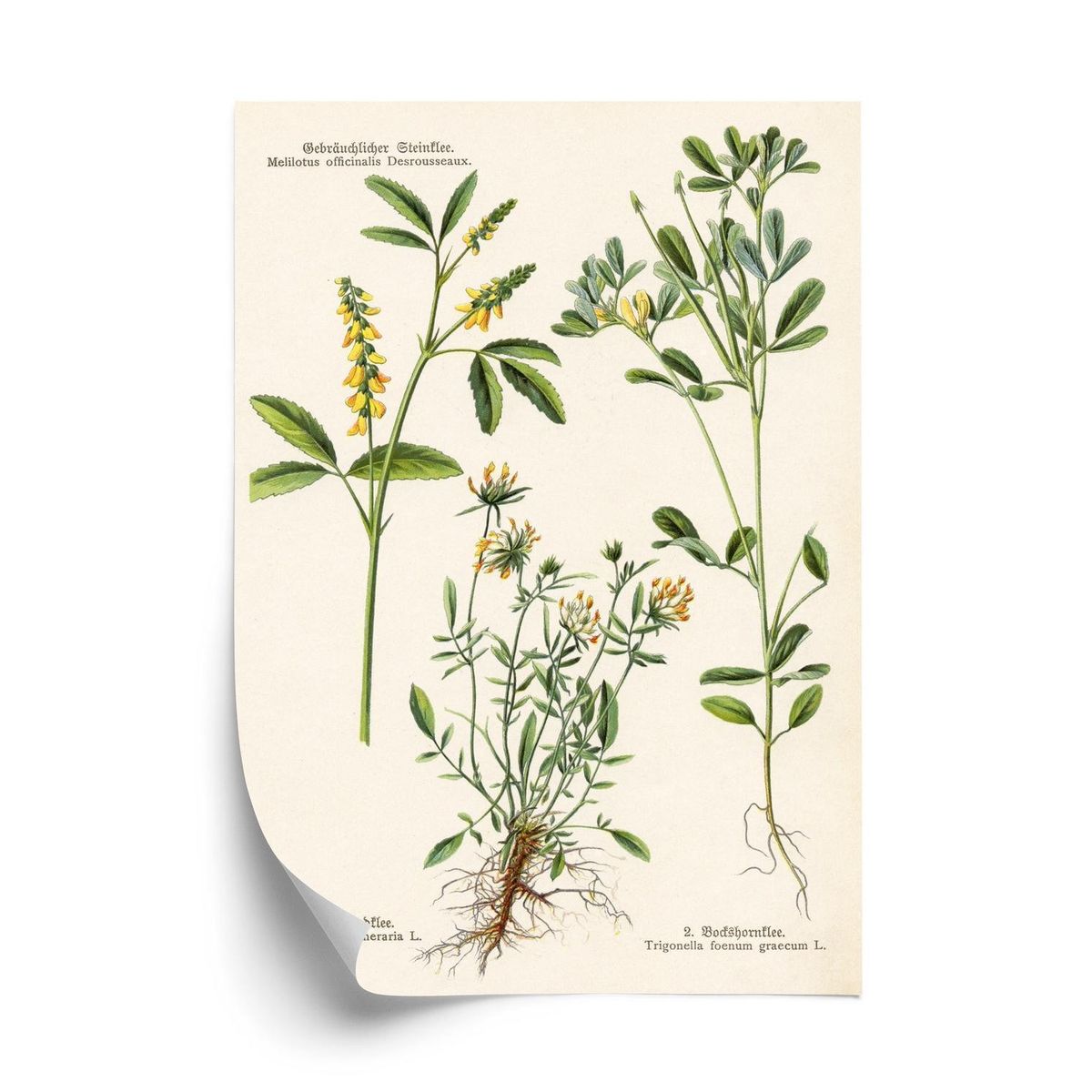 Plakat - Forskellige botaniske planter