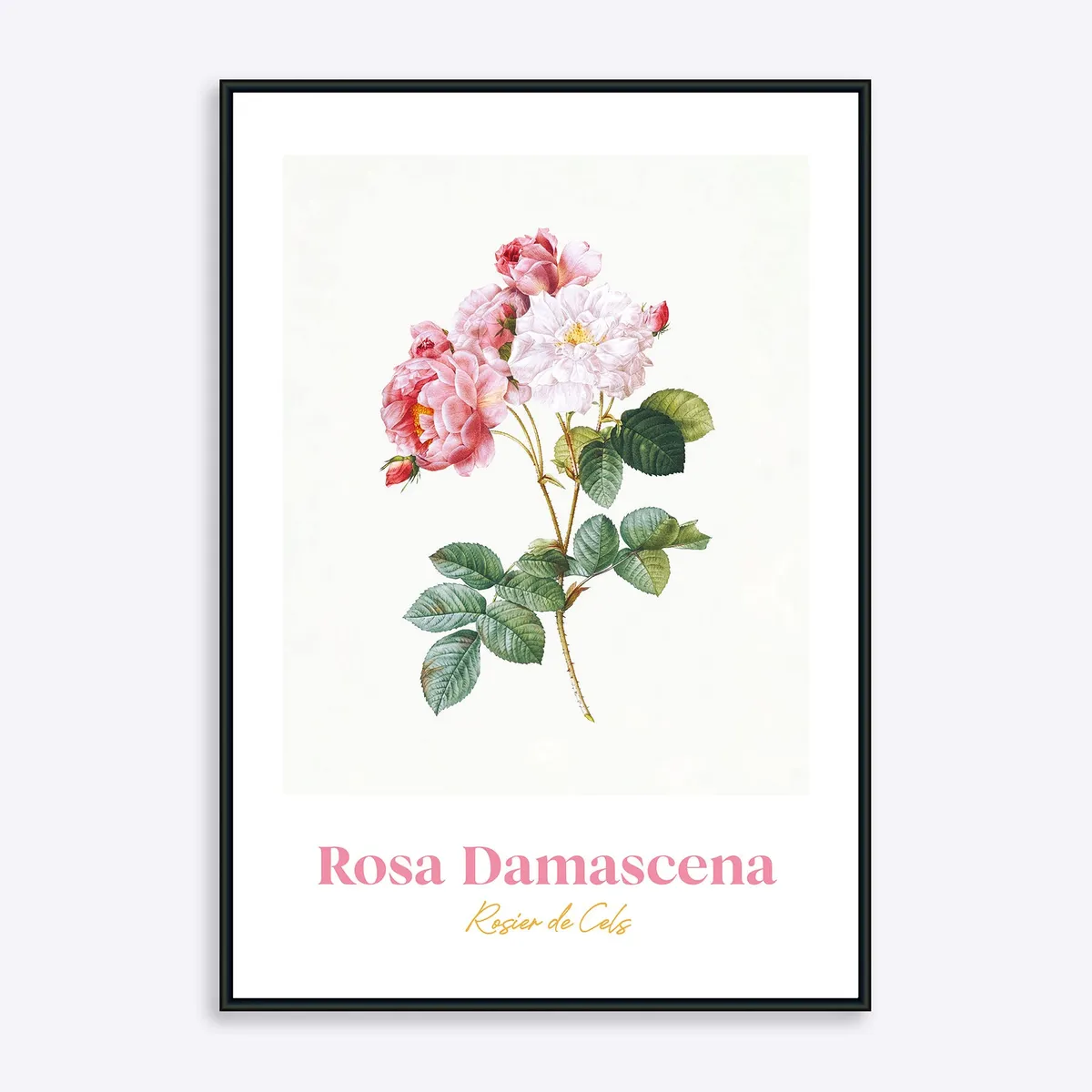 Rosa Damascena - 50x70 cm