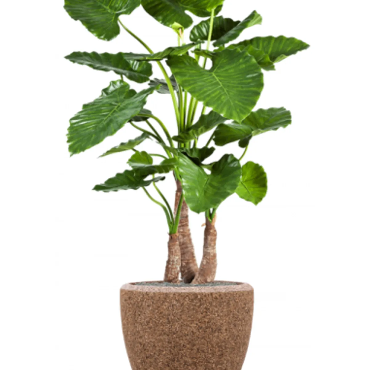 Sammenplantning med krukke og kunstig Alocasia Calidora plante H168 cm