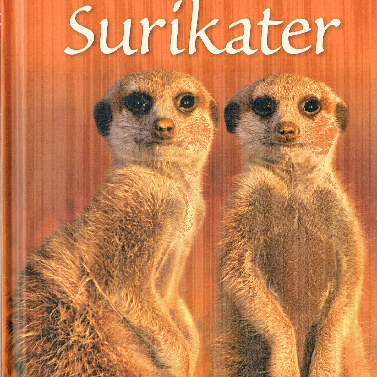 Små fakta: Surikater