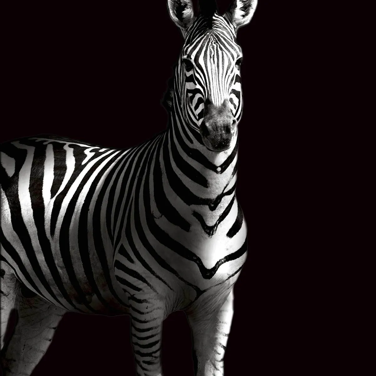 Zebra i skygge - Plakat