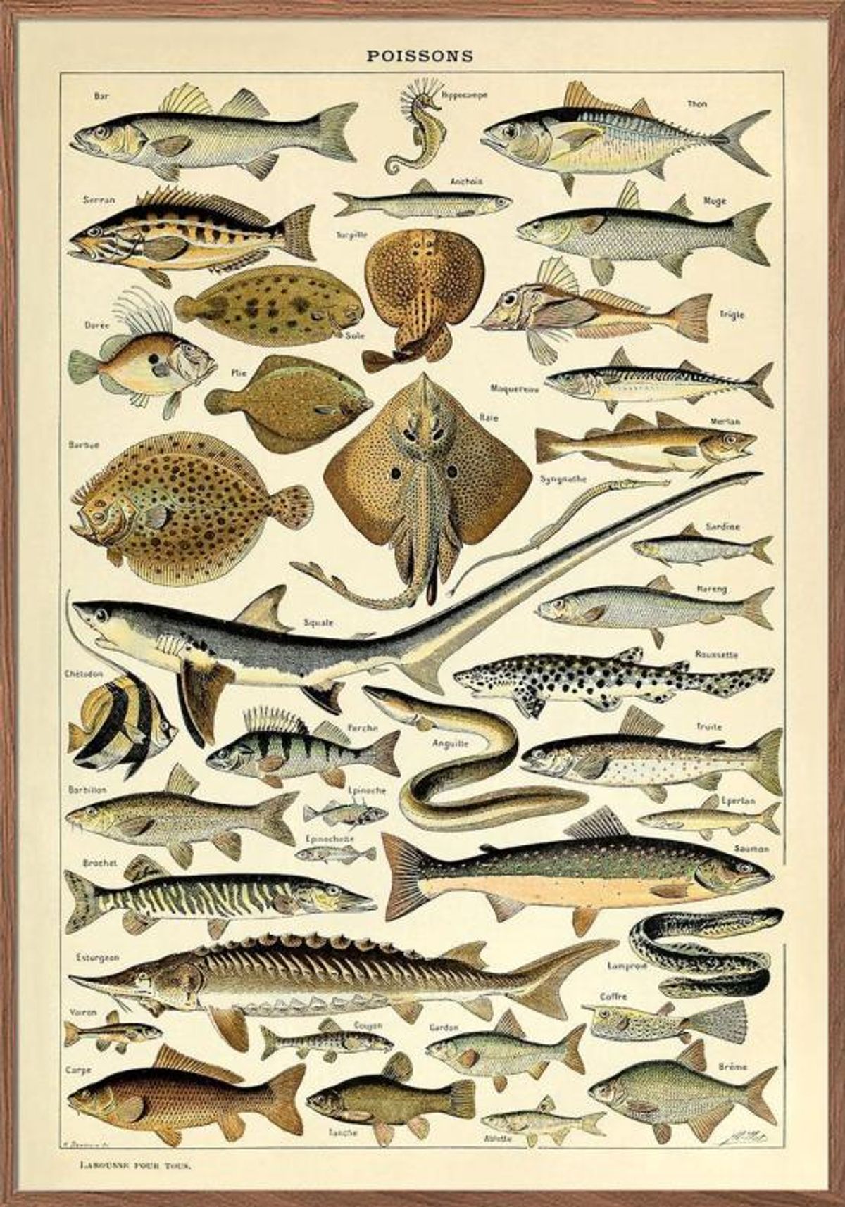 Adolphe Millot Poissons - Plakat med fisk