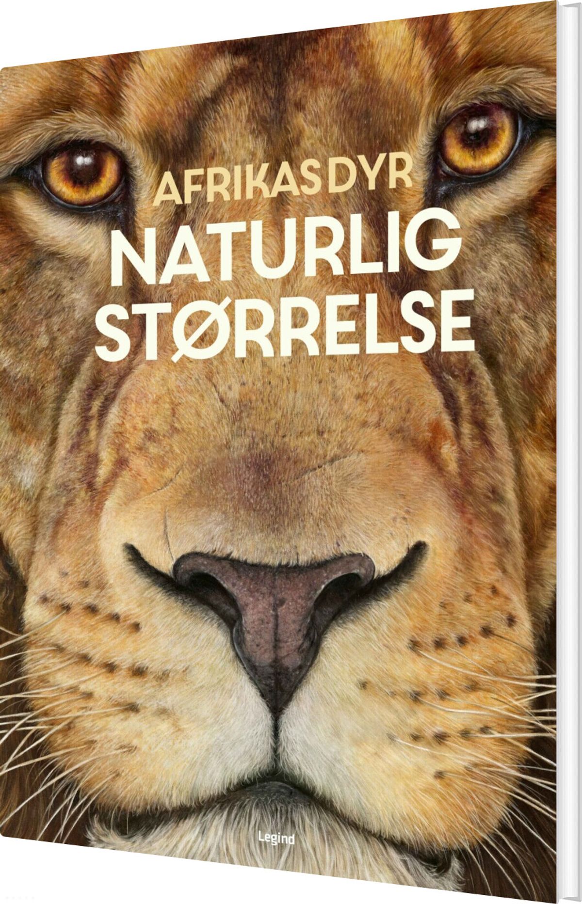 Afrikas Dyr - I Naturlig Størrelse - Holger Haag - Bog