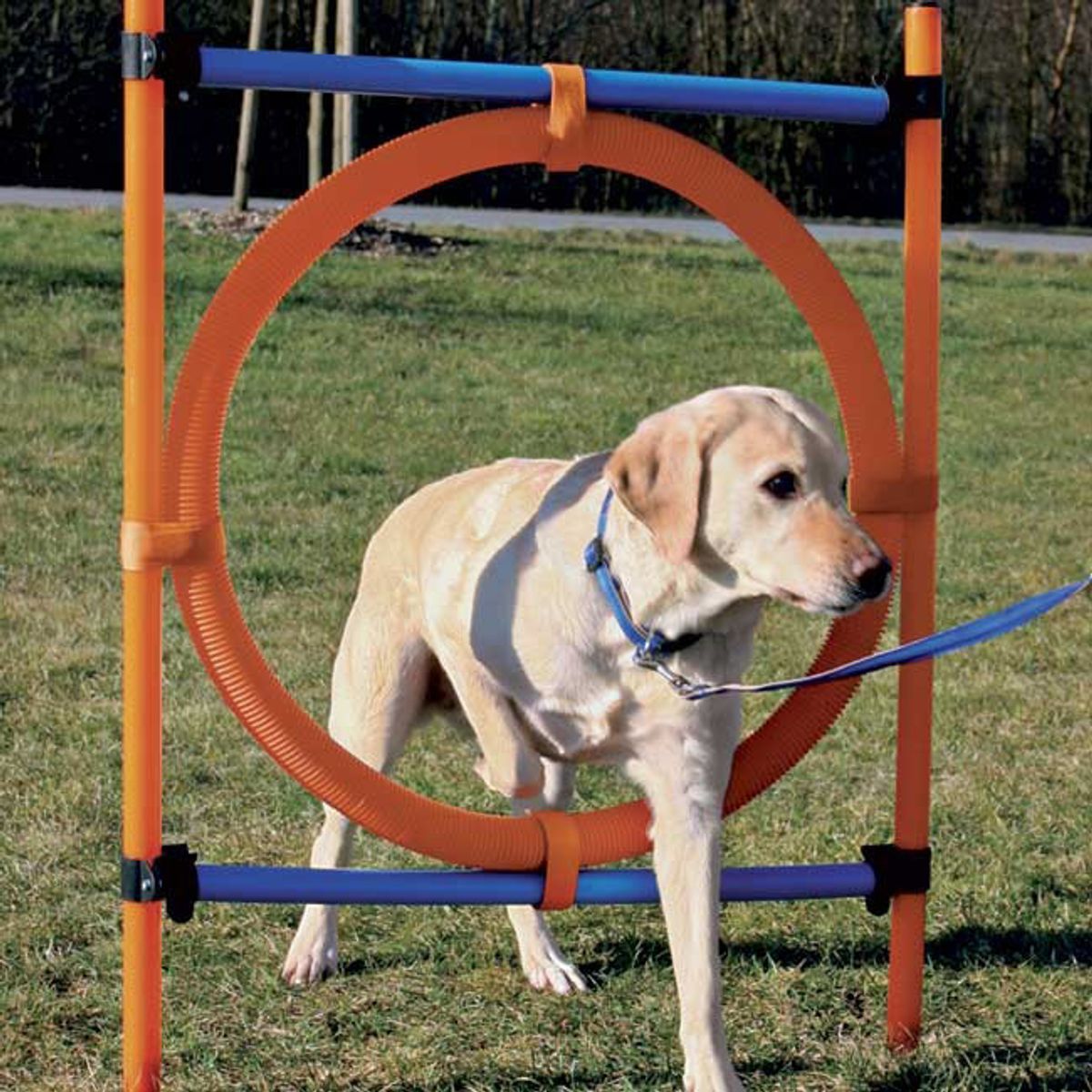 Agility Ring til hunde