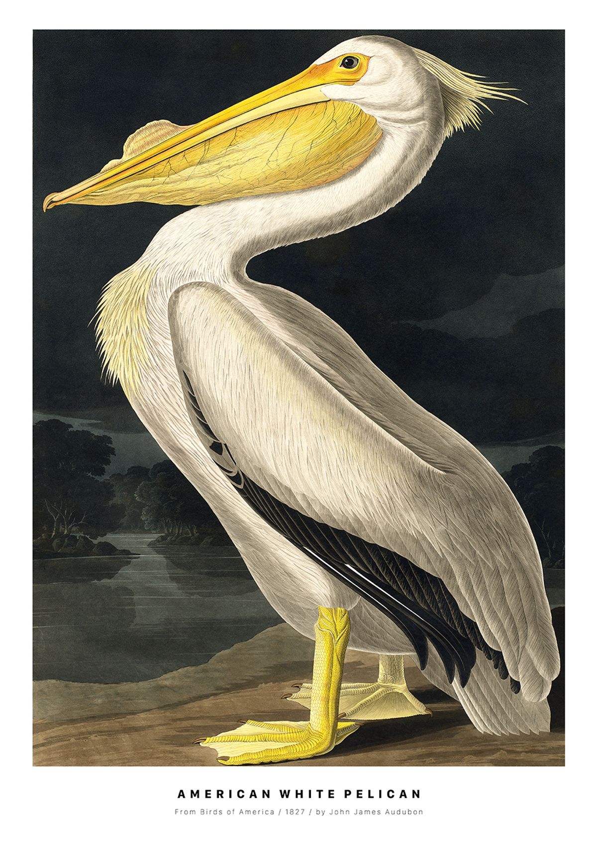 American White Pelican af Plakatwerket