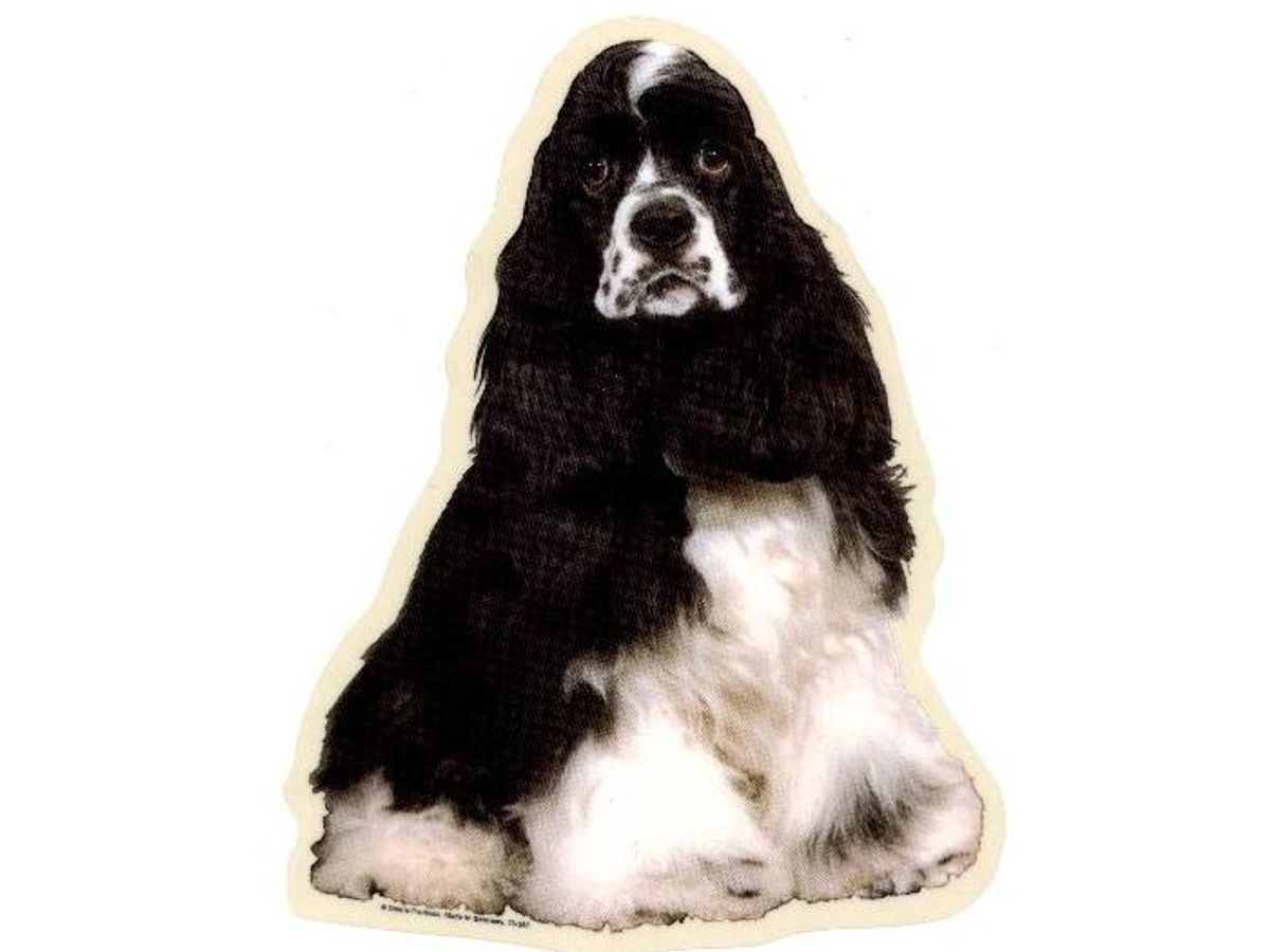 Amerikansk Cocker Spaniel, sort/hvid, fr.Vælg: klistermærke, nøglering, broche, slipsenål, mm.