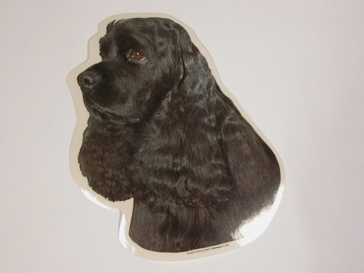 Amerikansk Cocker Spaniel, sort, Vælg: Klistermærke, nøglering, broche, slipsenål, mm.