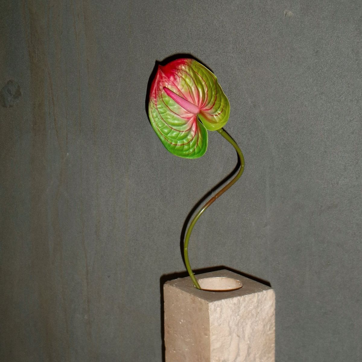 Anthurium - Grøn/Pink