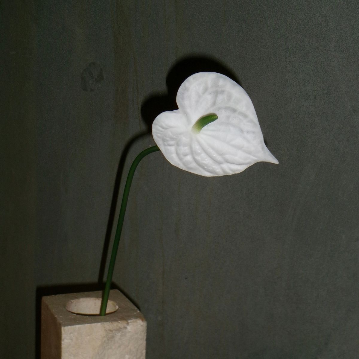 Anthurium - Hvid