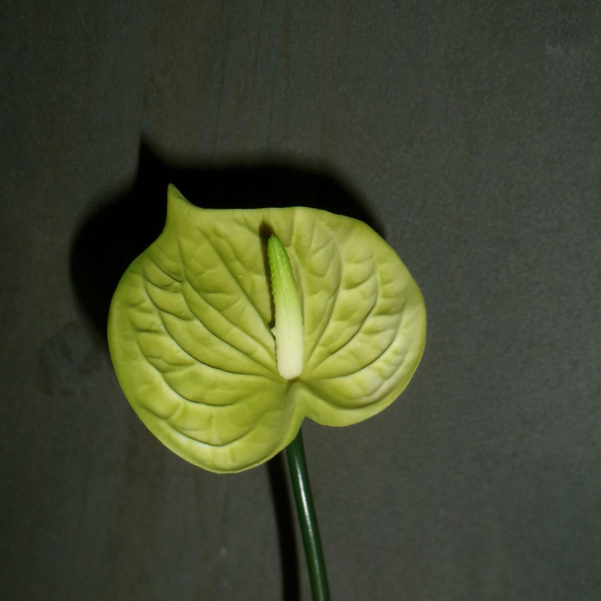 Anthurium - Lysegrøn