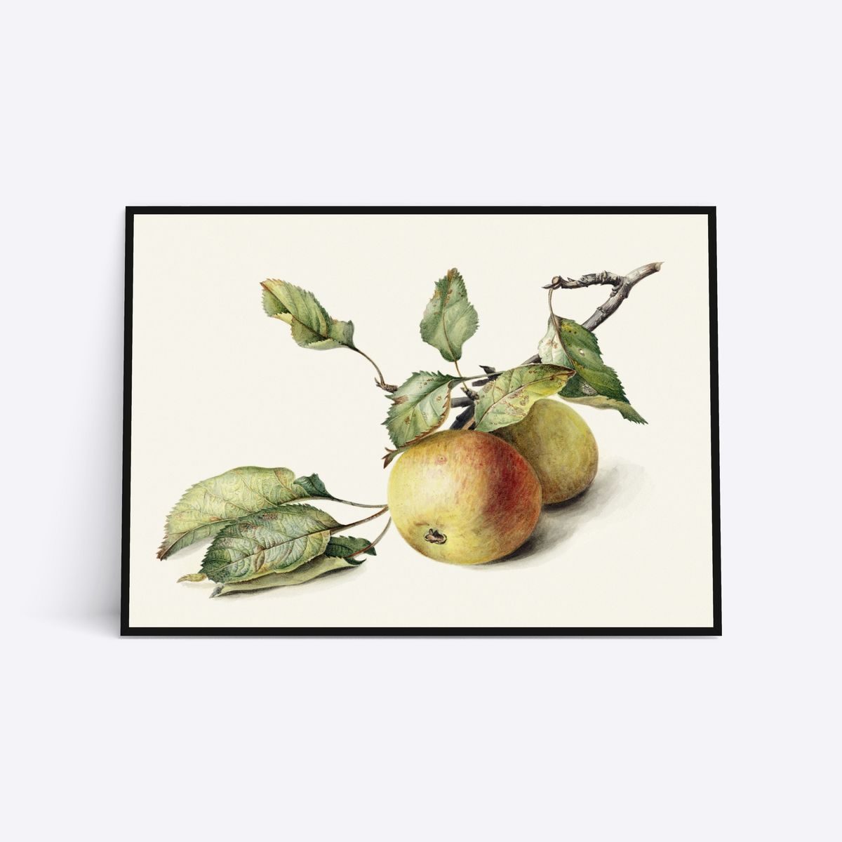 Apples - 21x30 cm