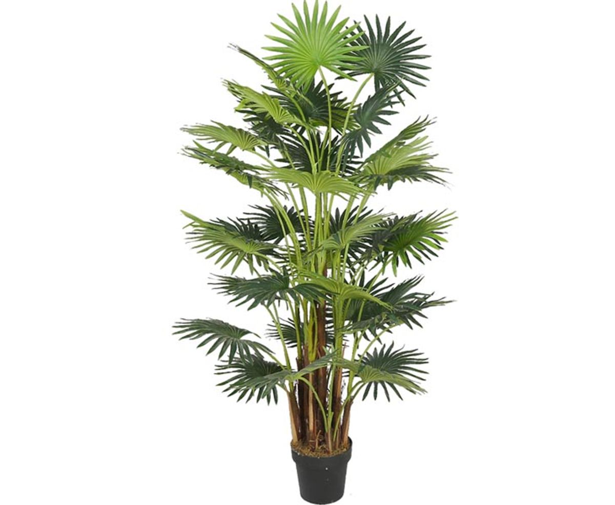 Areca palme 160 cm med 41 palmeblade