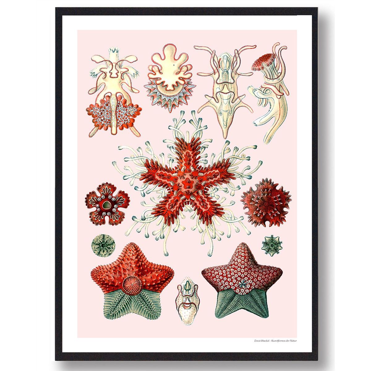 Asteridea Tusindfryd - plakat (Størrelse: L - 50x70cm (B2))