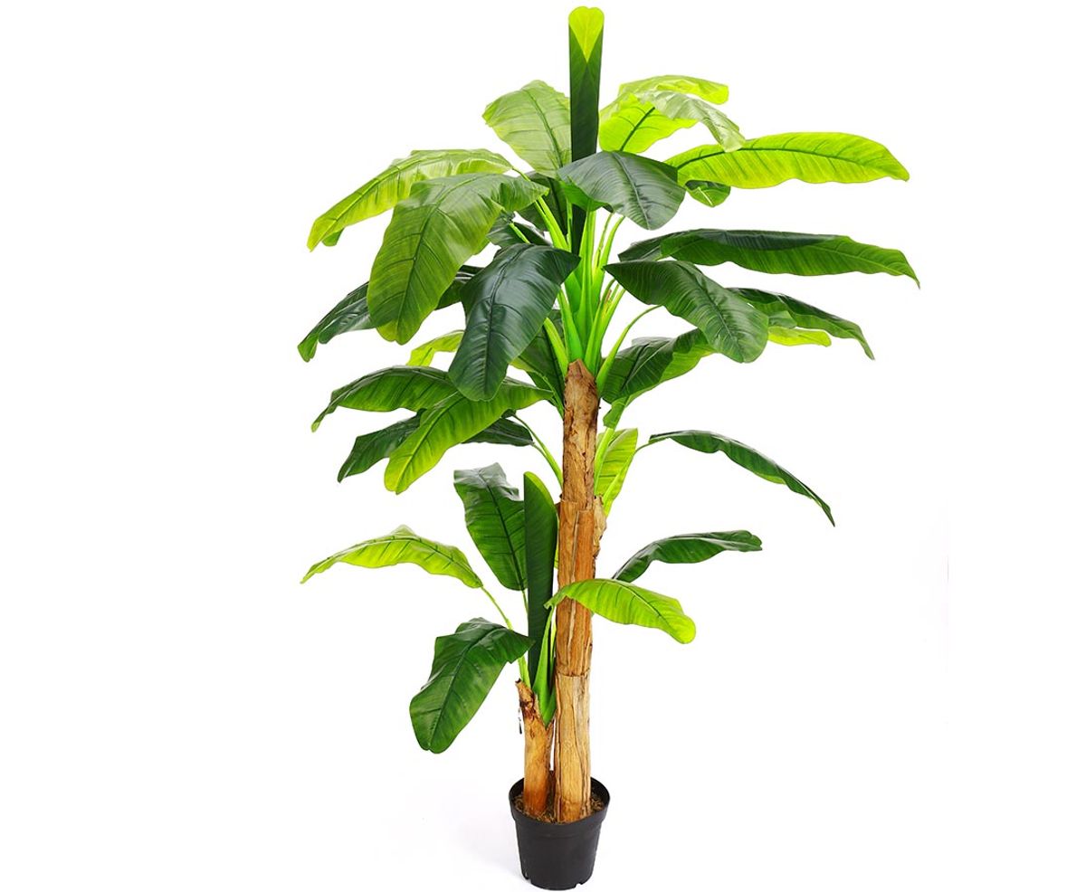 Bananpalme 220 cm med 33 blade