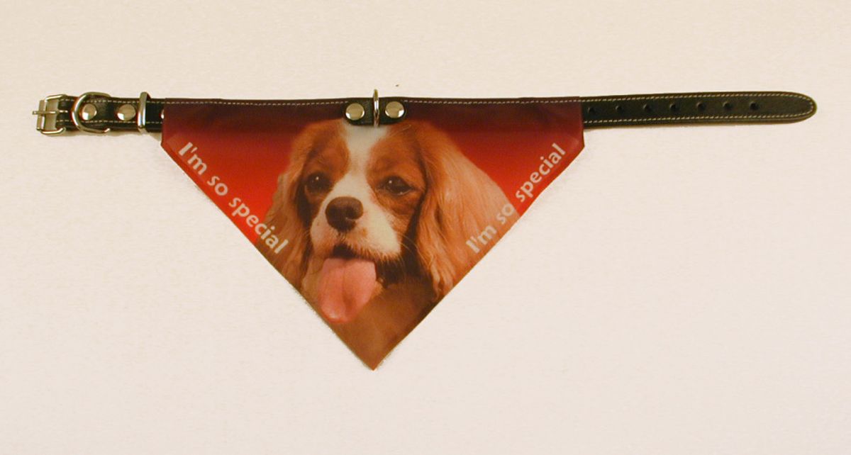 Bandana halsbånd med motiv af Cavalier King Charles Spaniel flere varianter