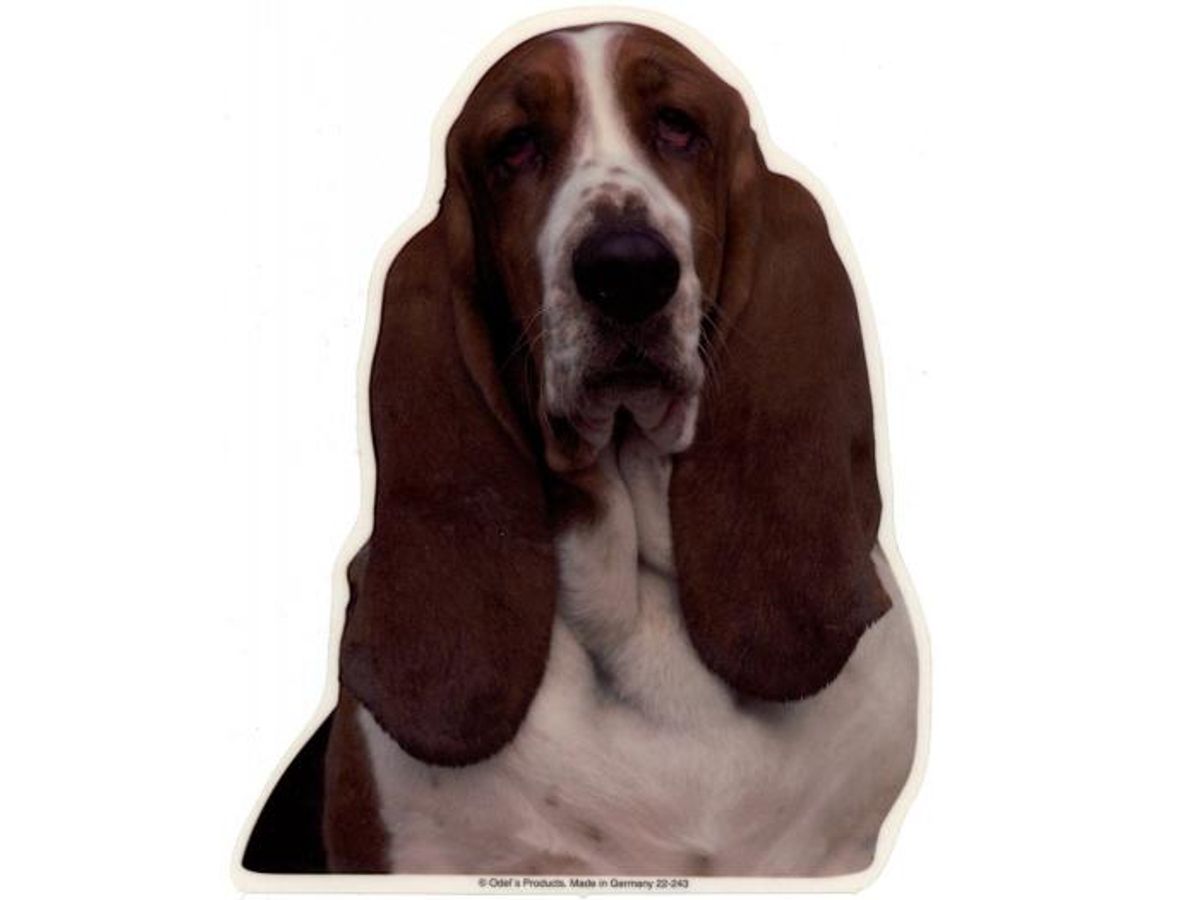 Basset Hound. Vælg: klistermærke, nøglering, broche, slipsenål, mm.