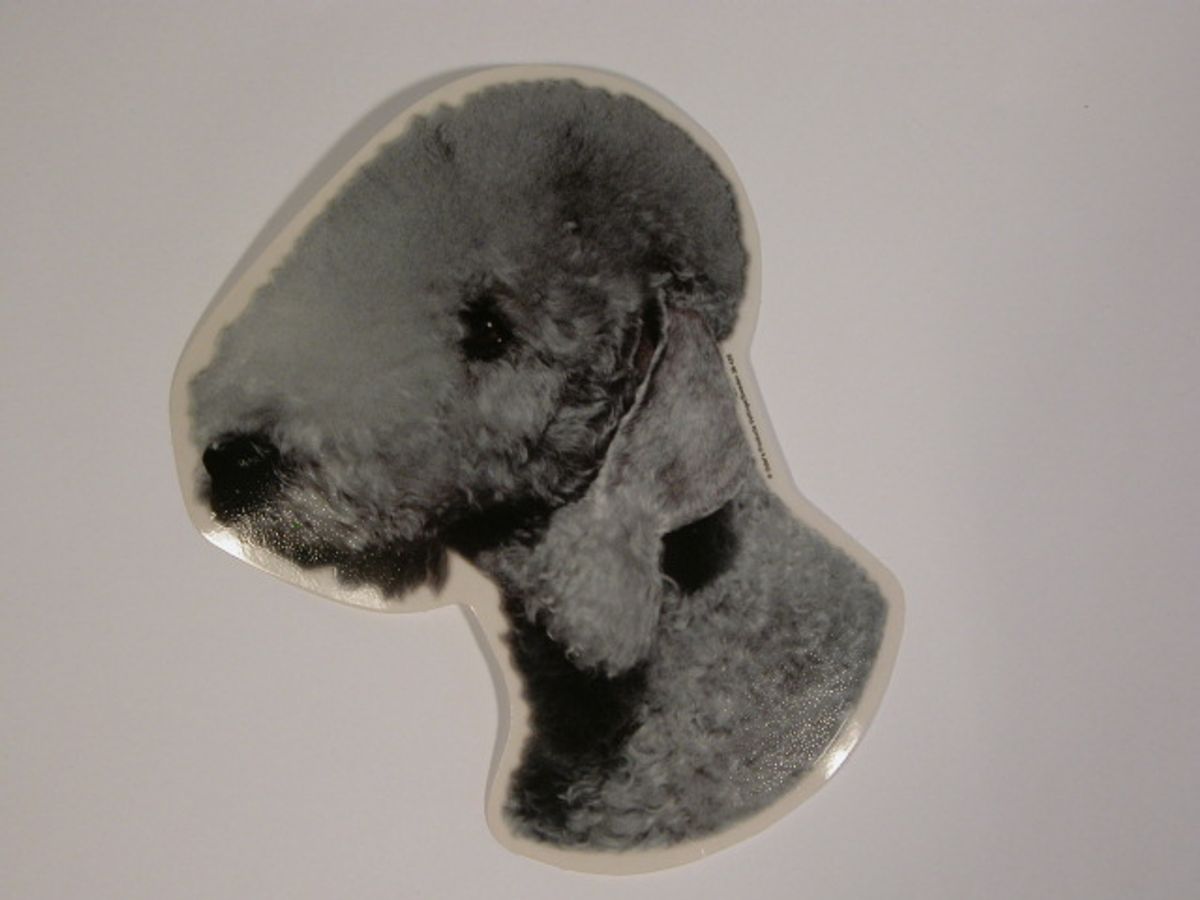 Bedlington Terrier, hv. Vælg: klistermærke, nøglering, broche, slipsenål, mm.