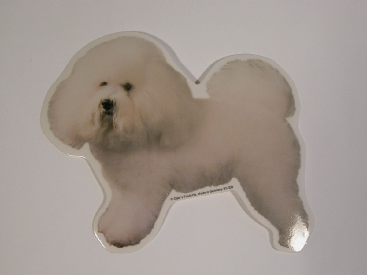 Bichon Frise, st. Vælg: klistermærke, nøglering, broche, slipsenål, mm.