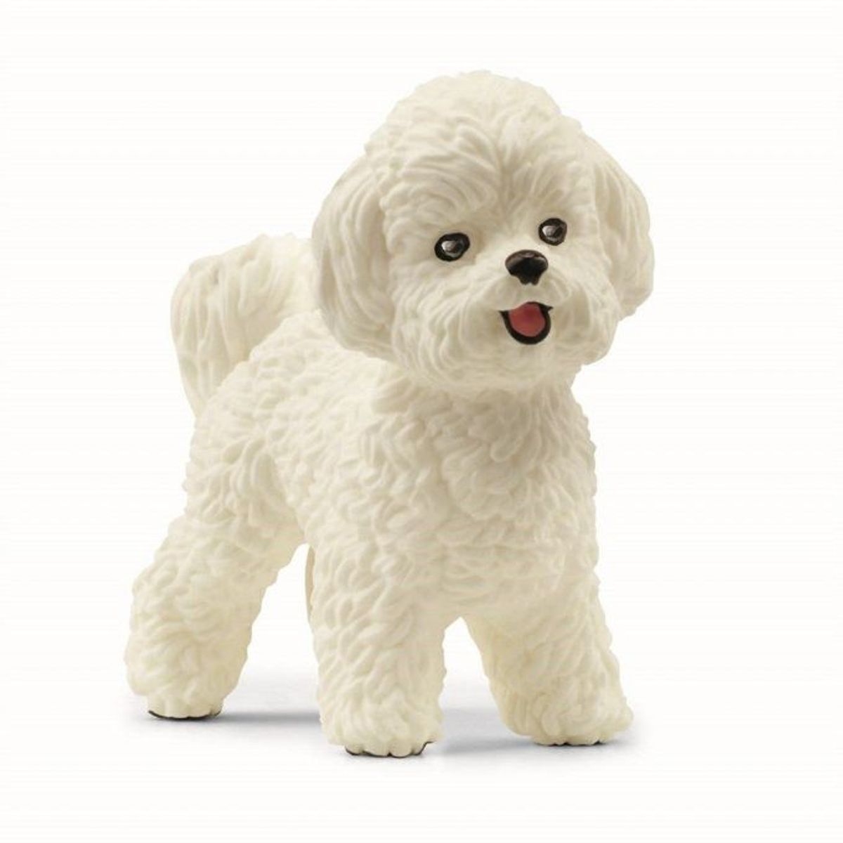 Bichon Frisé