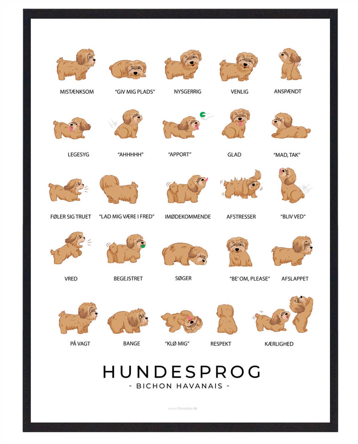 Bichon Havanais - Brun Hundesprog plakat (Størrelse: L - 50x70cm (B2))