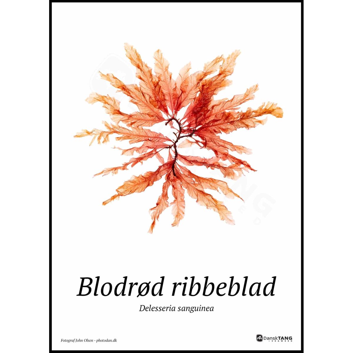 Blodrød ribbeblad plakat