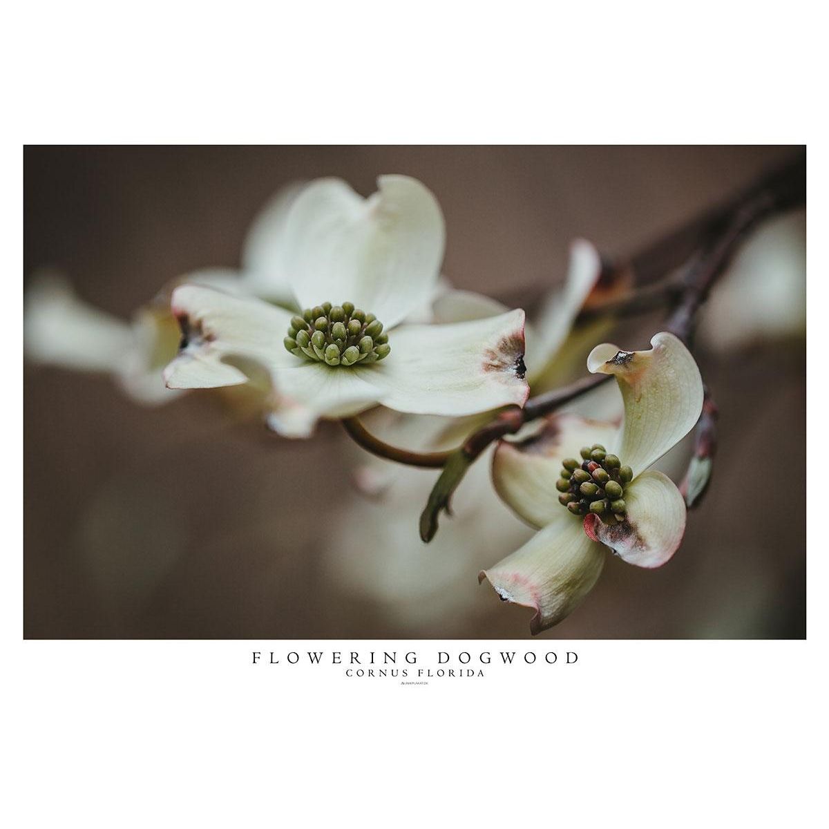 Blomsterkornel - Cornus Florida plakat