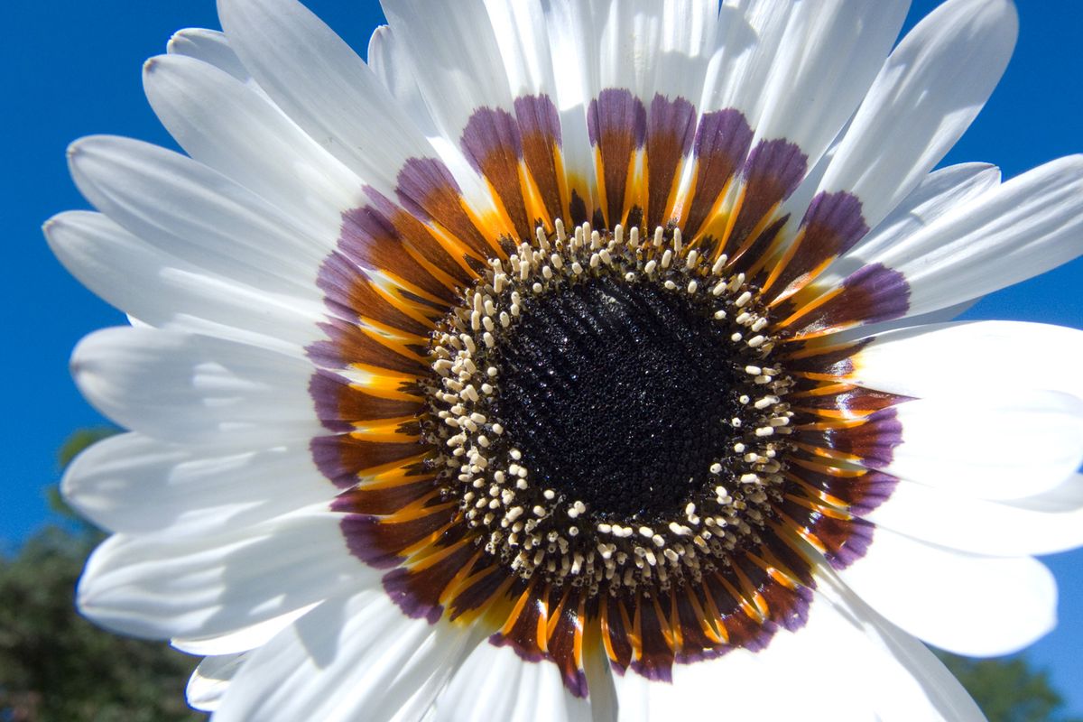 Blooming White af Kirsten Stigsgaard