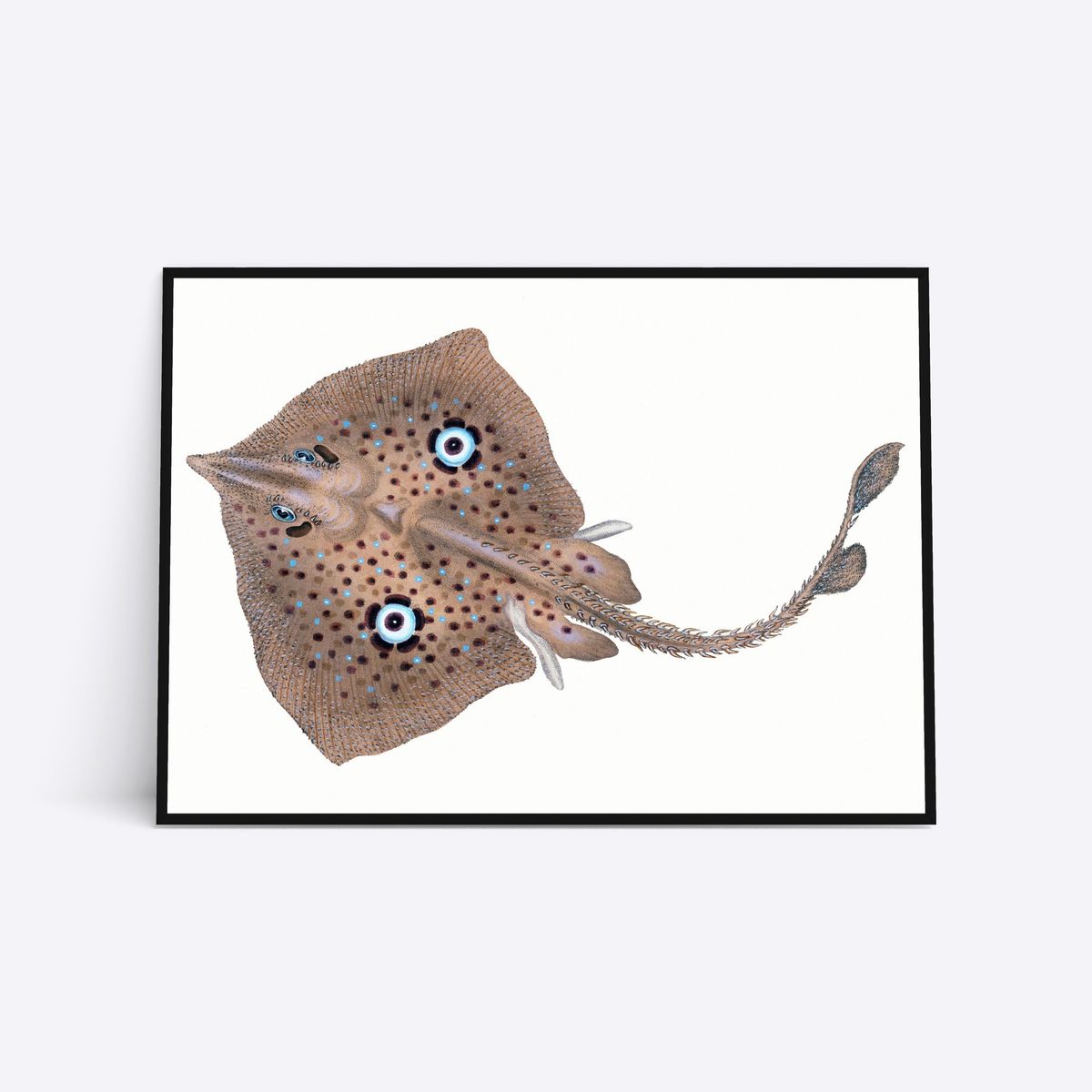 Blue Eyed Ray - 30x40 cm