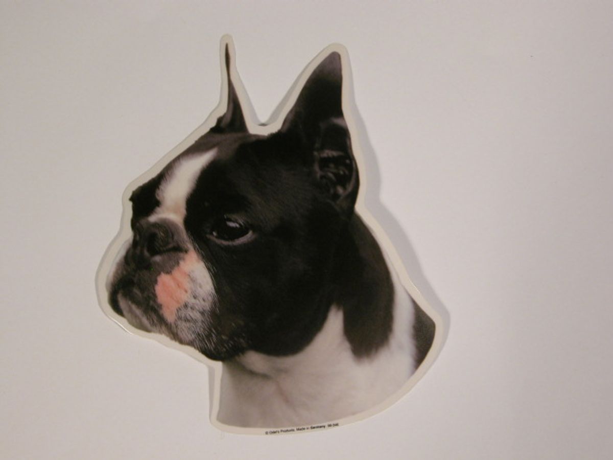 Boston Terrier, hv. Vælg: Klistermærke, nøglering, broche, slipsenål, mm.