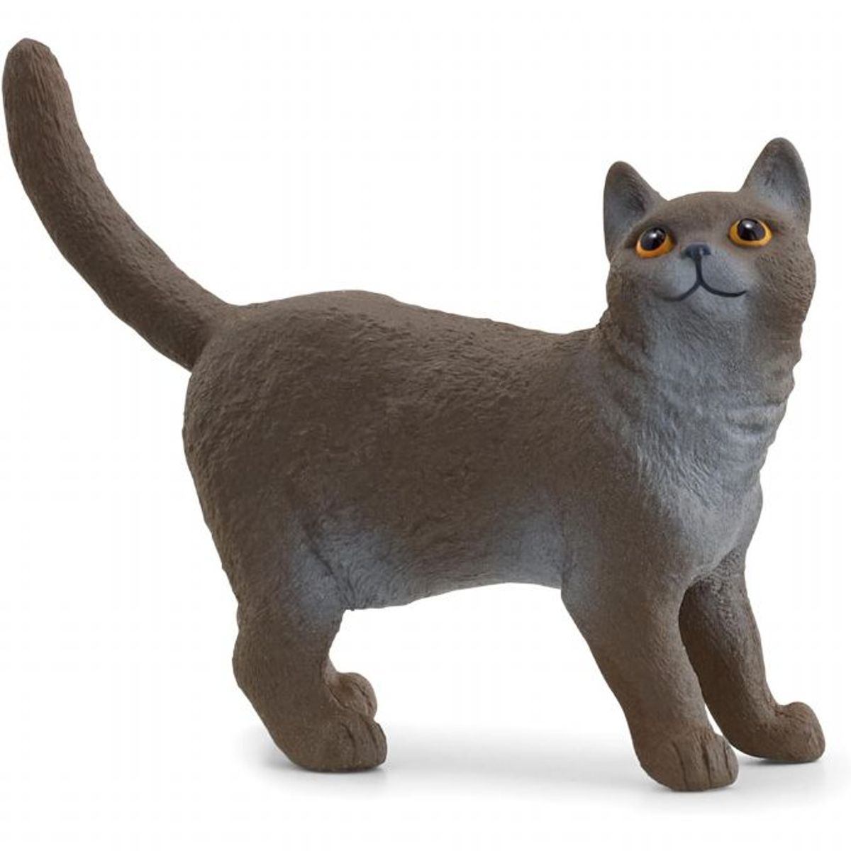 British Shorthair kat