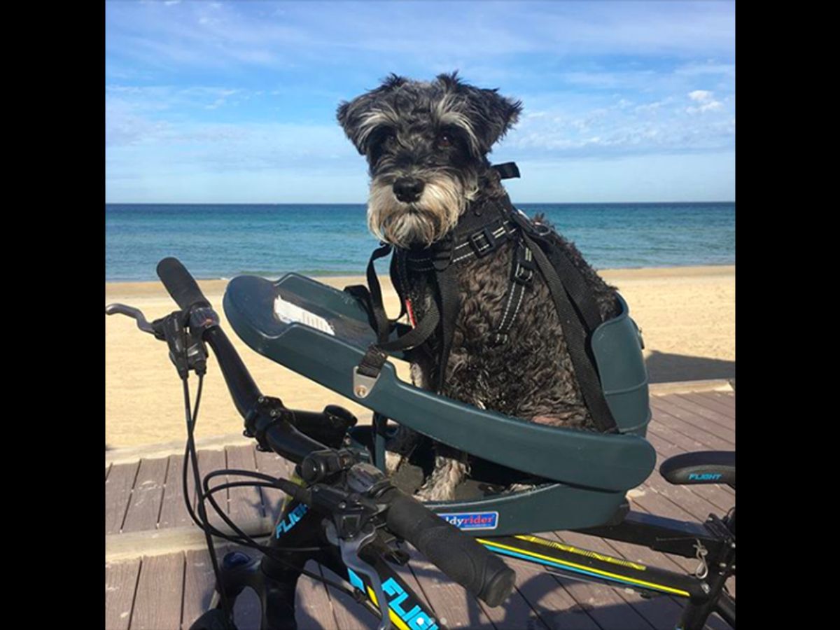 Buddyrider - Cykelsæde til hund - Grå