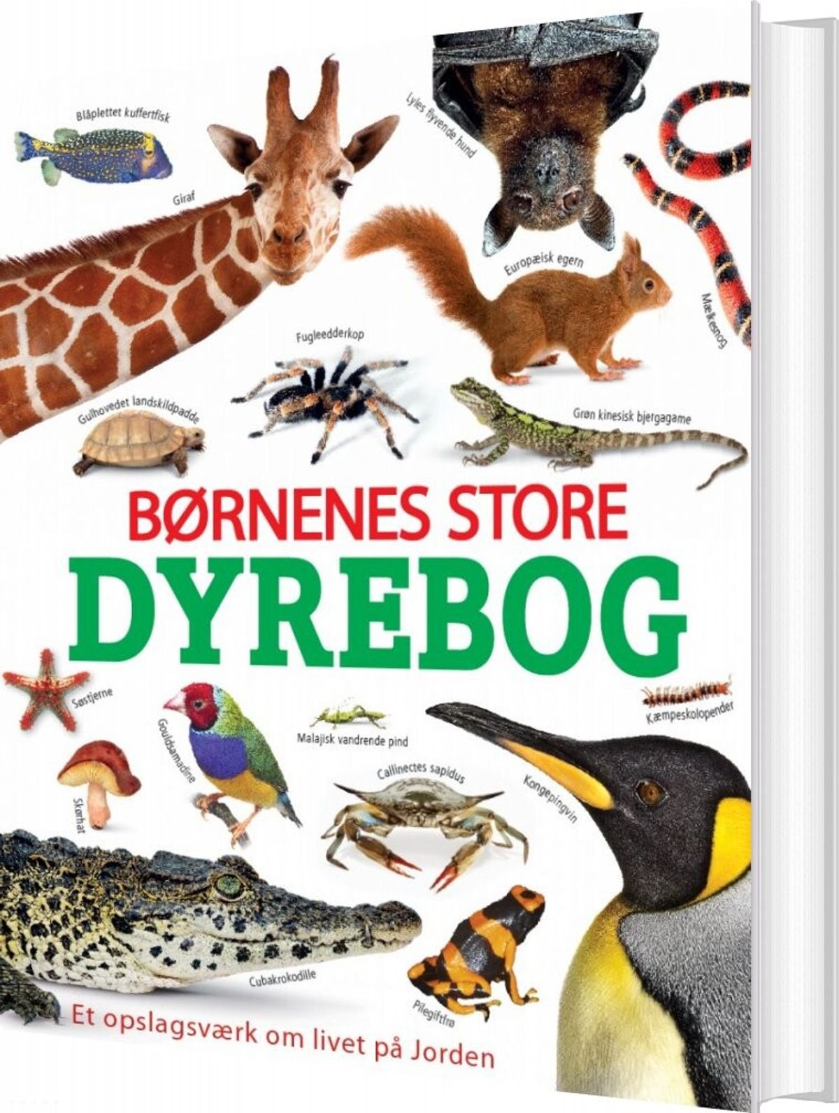 Børnenes Store Dyrebog - Diverse - Bog