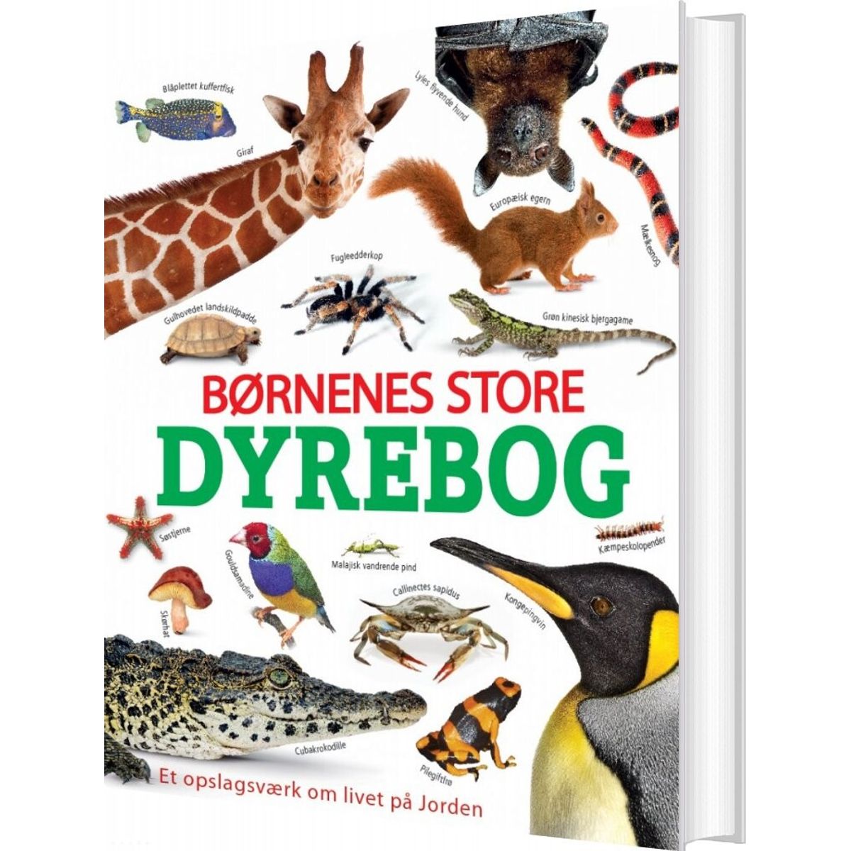 Børnenes Store Dyrebog - Diverse - Bog