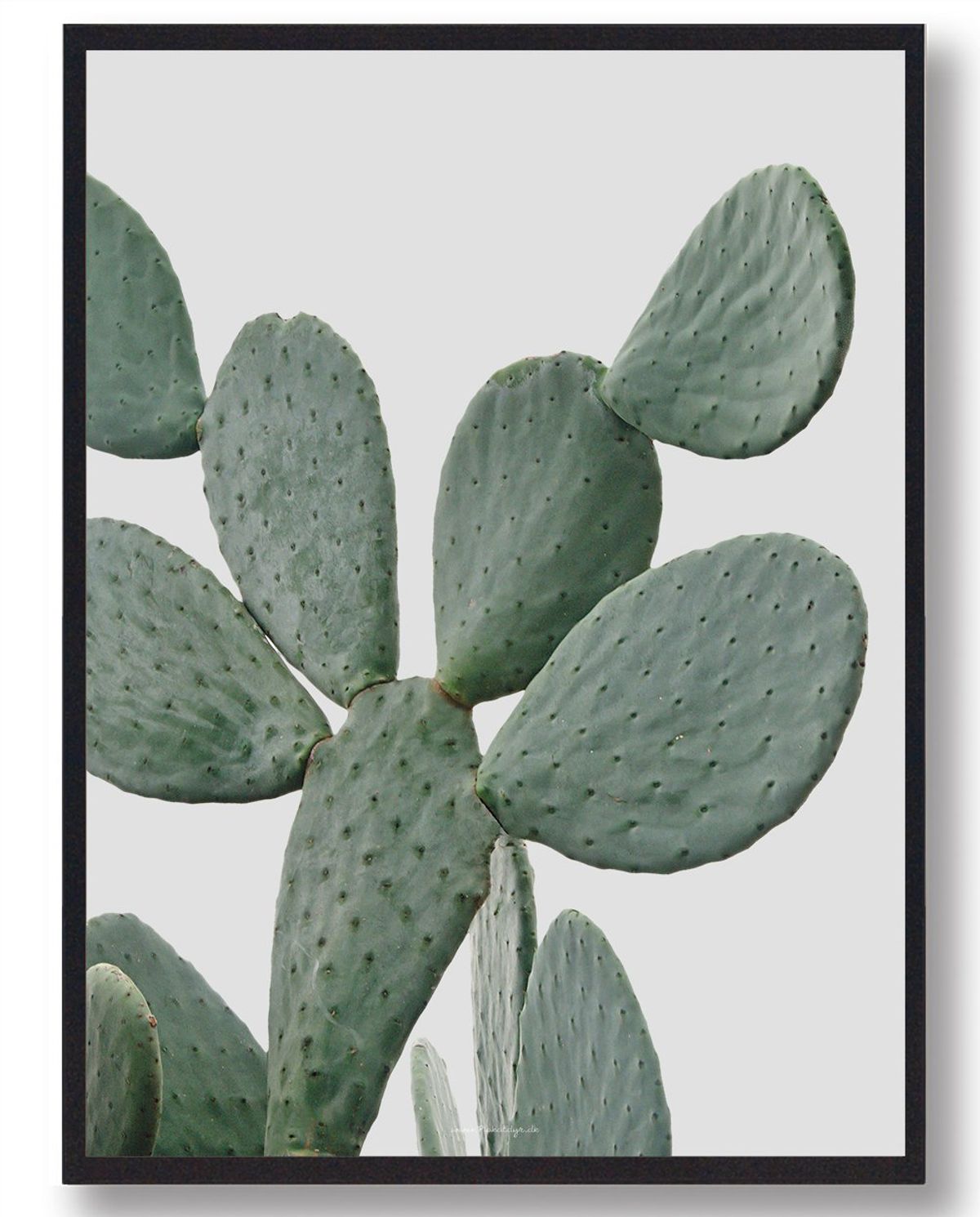 Cactus in desert - naturplakat (Størrelse: L - 50x70cm (B2))