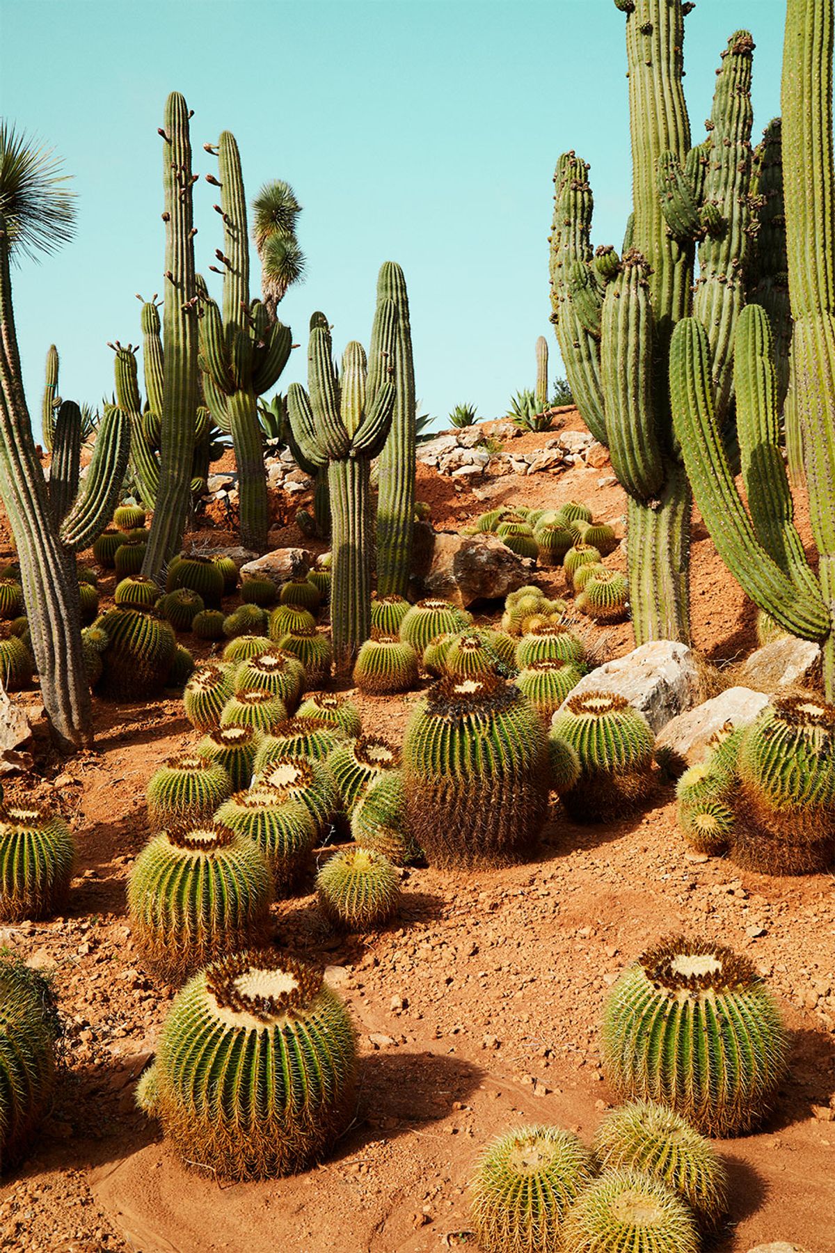 Cactusland no. 1 af Camilla Schmidt