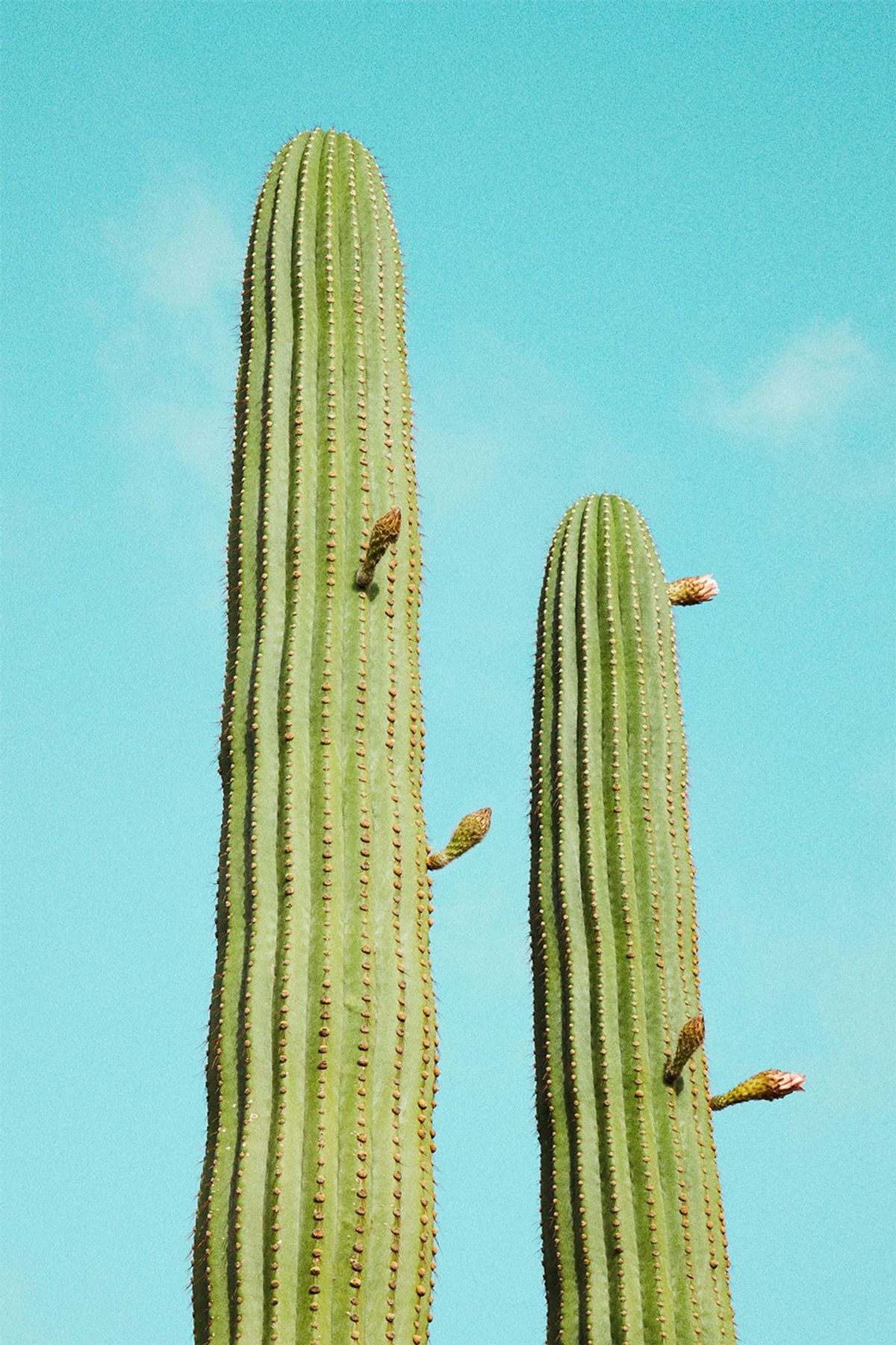 Cactusland no. 4 af Camilla Schmidt