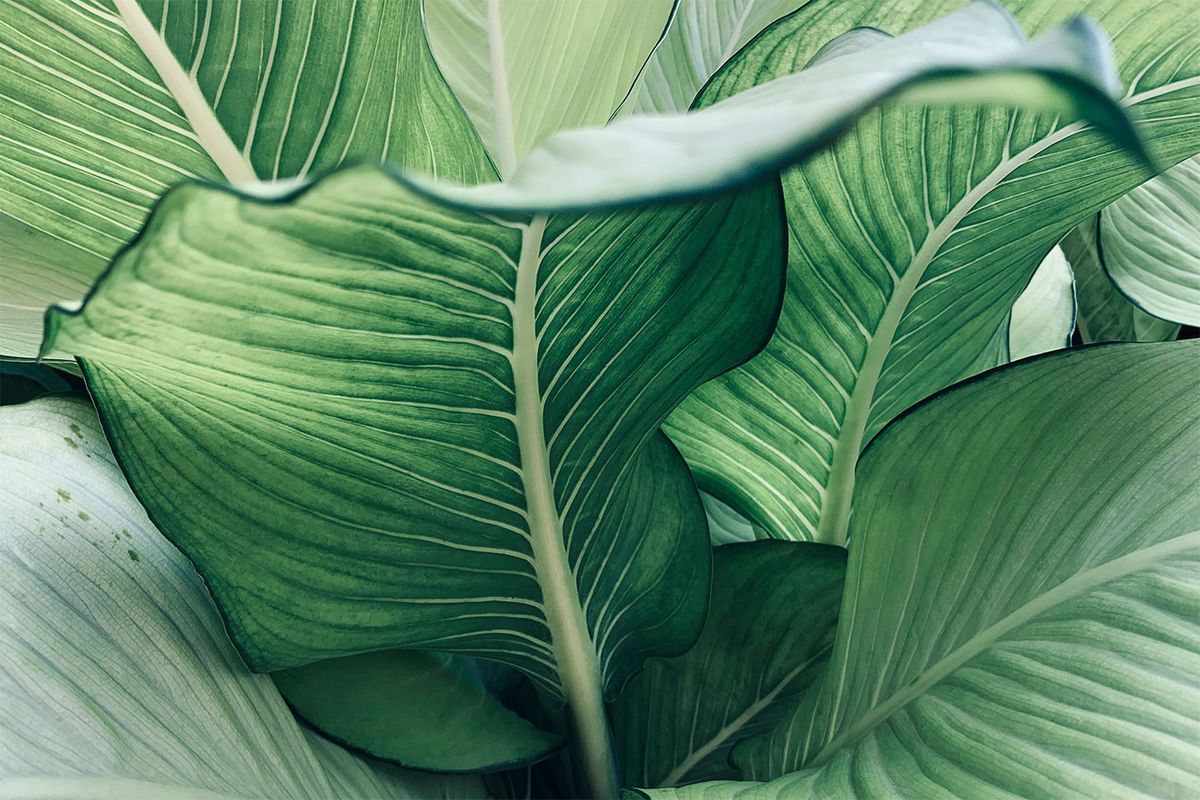 Calathea no. 2 af Illux