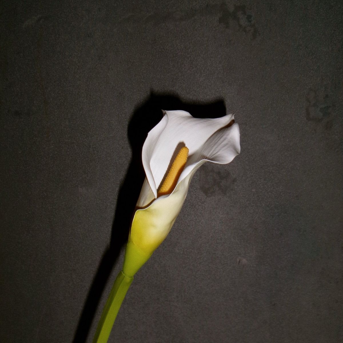 Calla Lilje Blomst