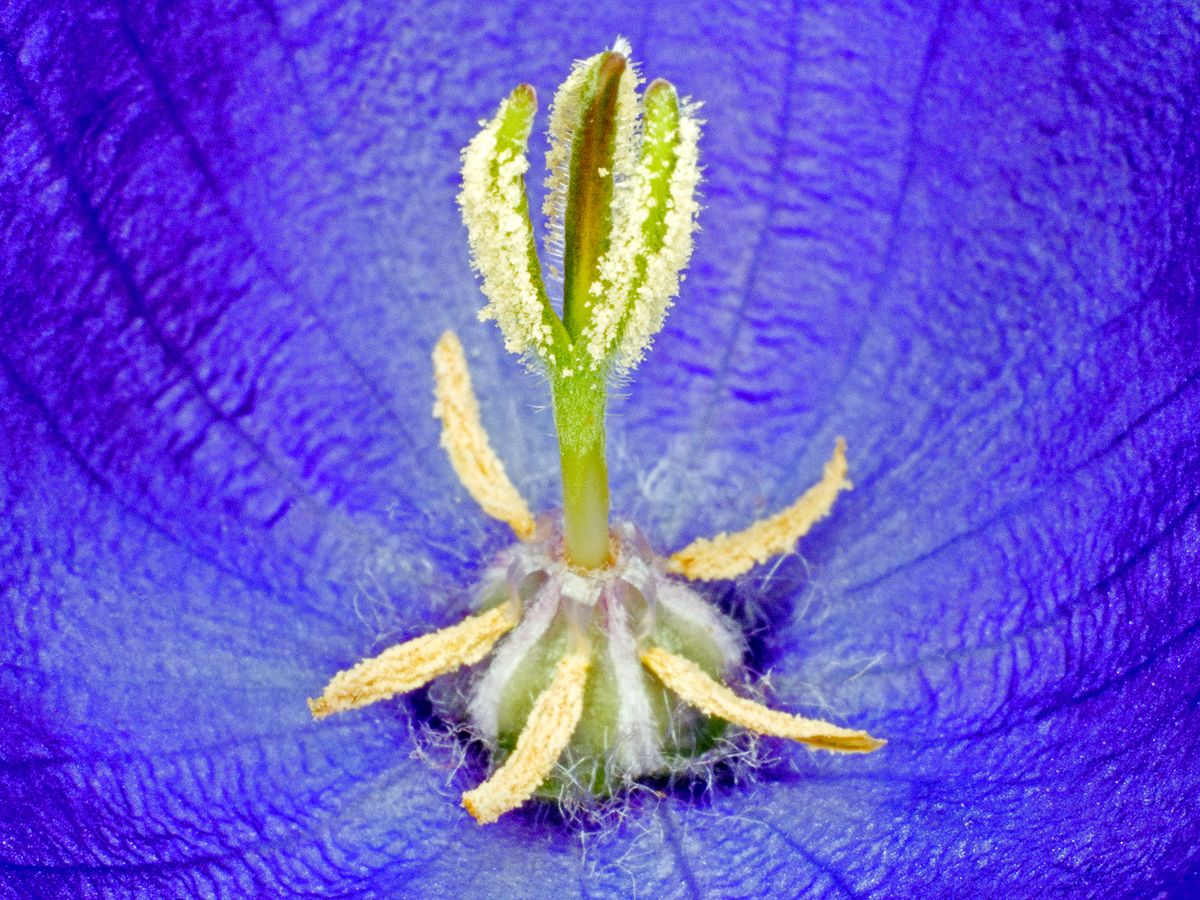 Campanula Carpatica af Pauline Snoeijs