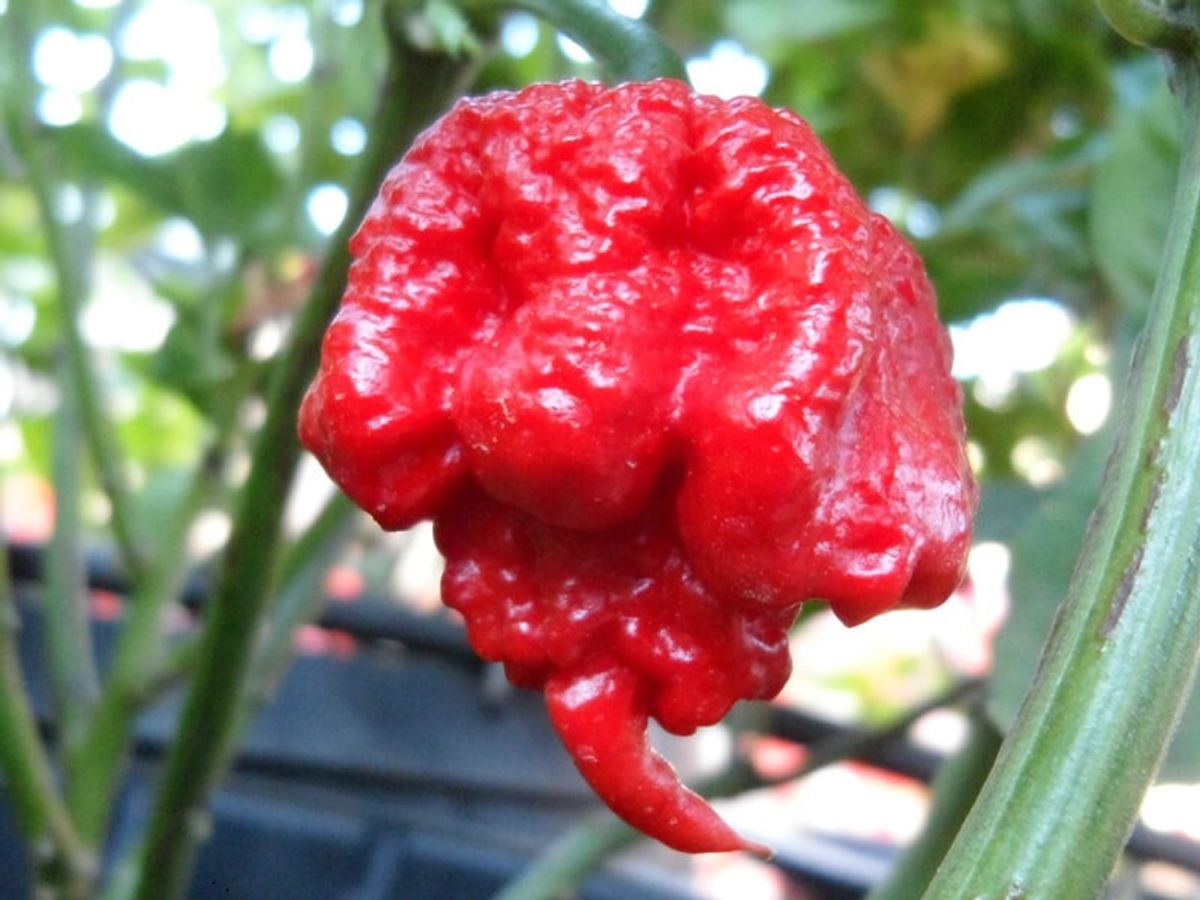 Carolina Reaper