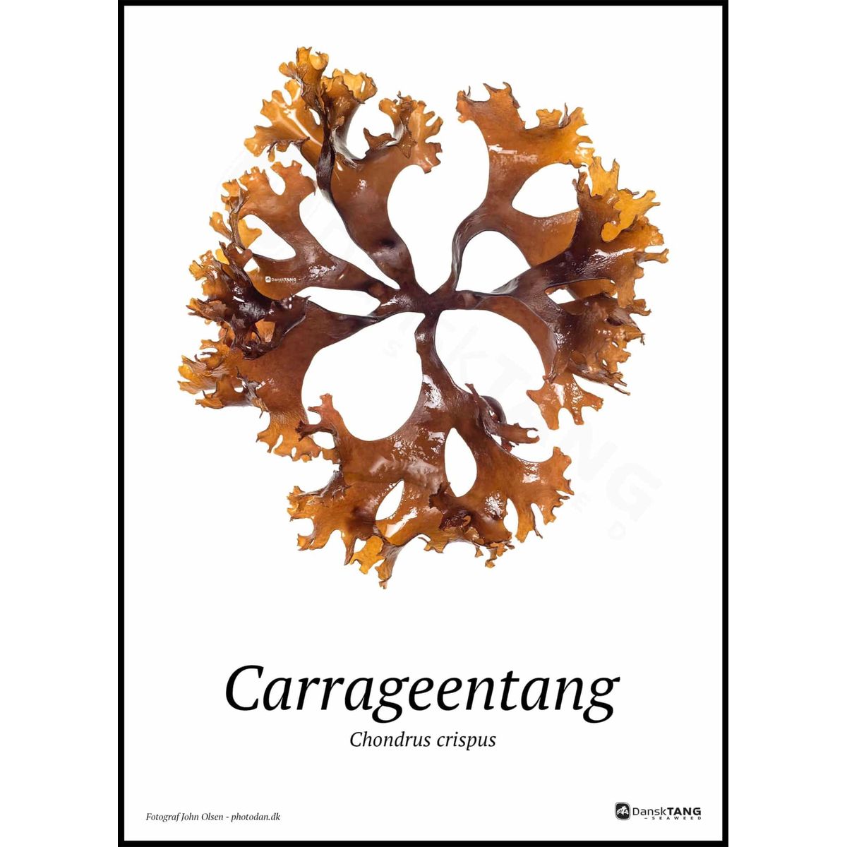 Carrageentang plakat