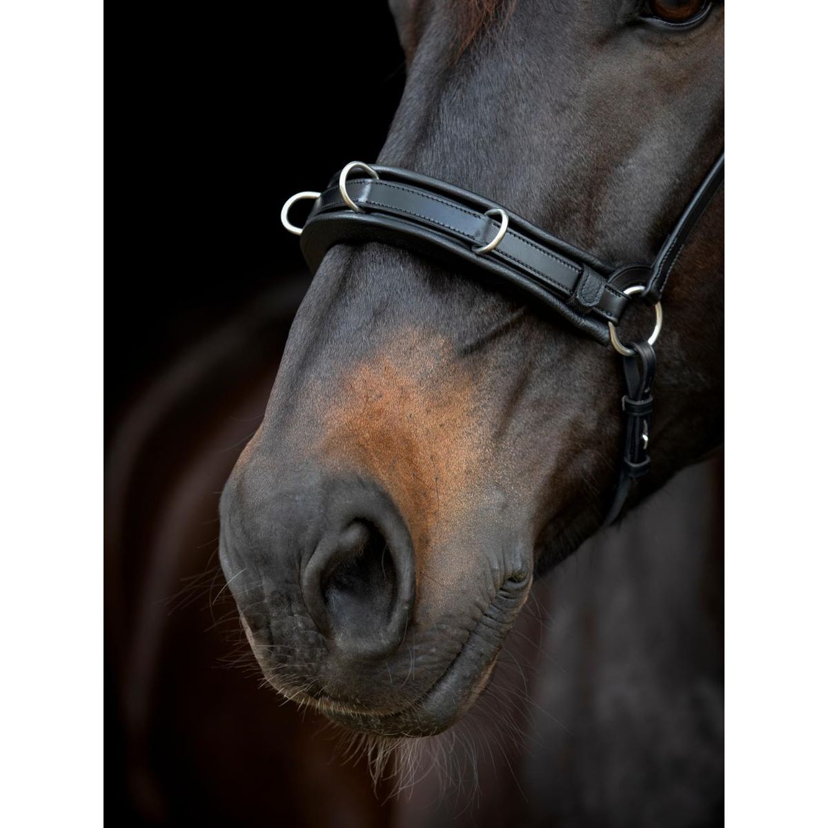 Catago Gentle Bridle Kapsun Næsebånd - COB - BRUN